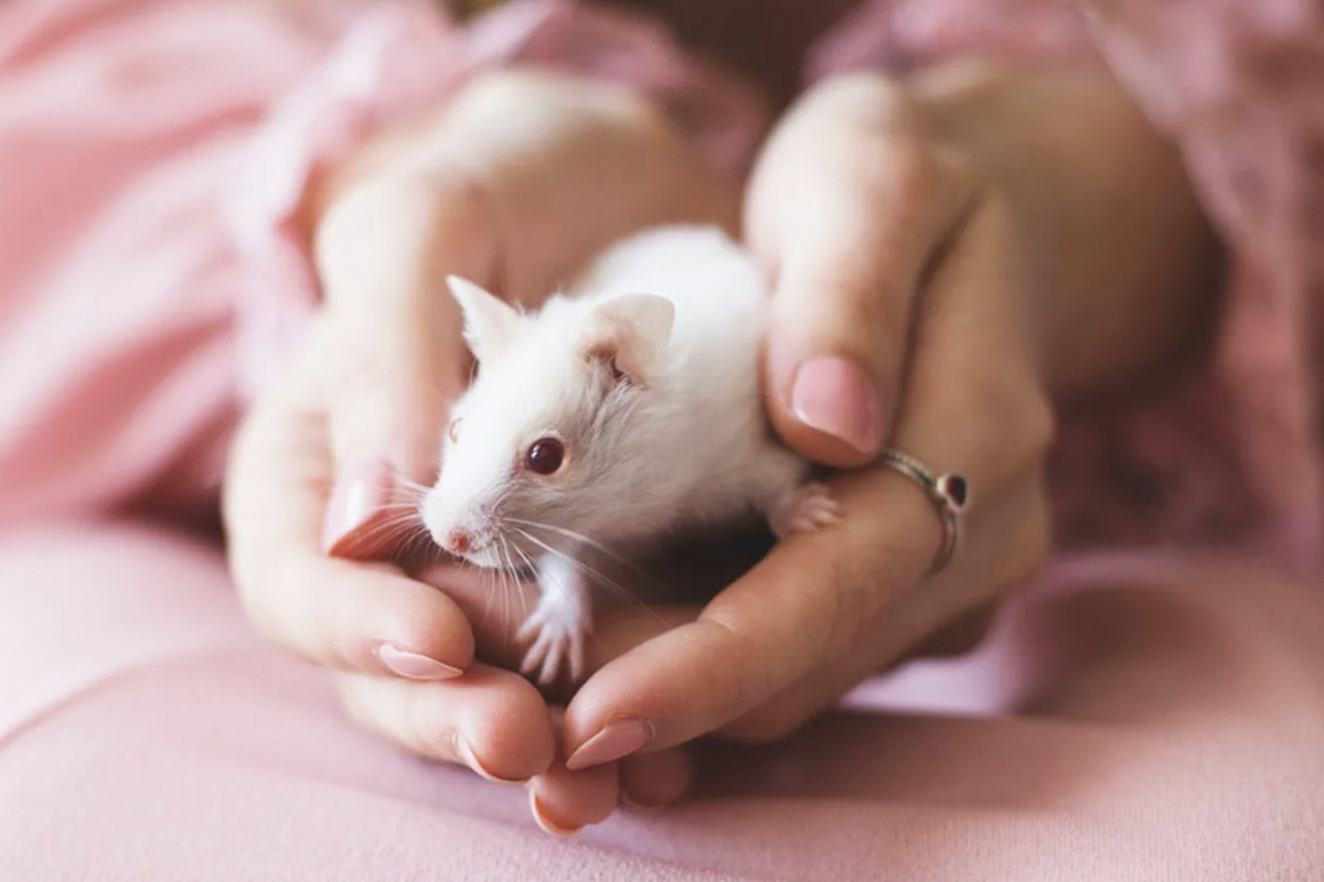¿Qué son los cosméticos libres de crueldad animal?
